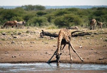 giraffe drinking water