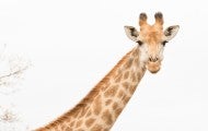 Giraffe in Africa