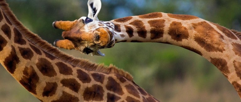 A giraffe peering at the camera with their head turned sideways
