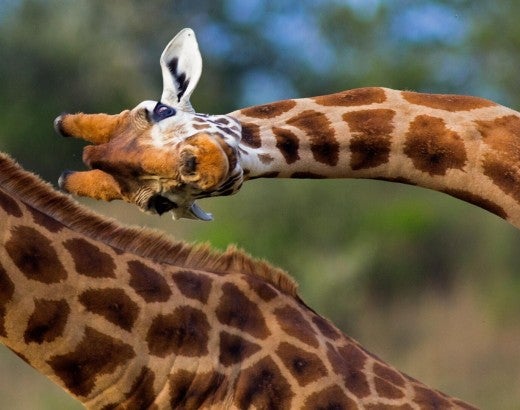A giraffe peering at the camera with their head turned sideways