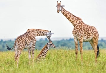 giraffes