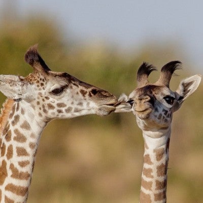 giraffes masai mara