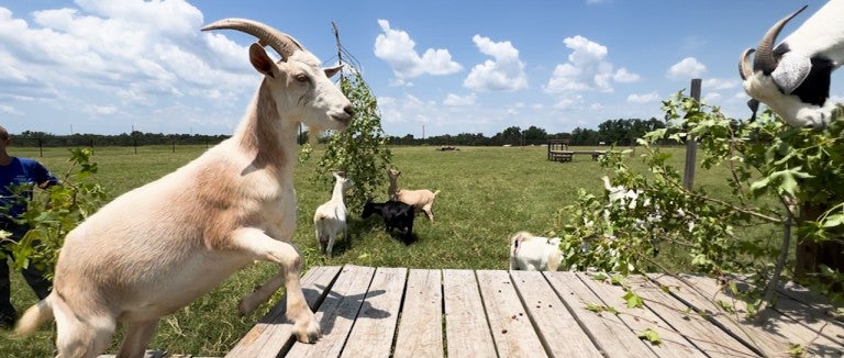 A goat steps onto a platform