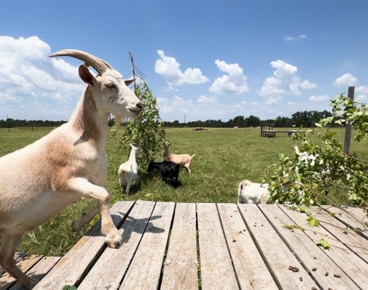 A goat steps onto a platform