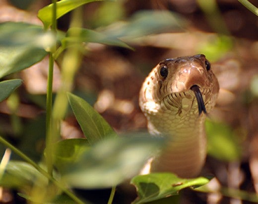 Gopher snake in grass with it's tongue out