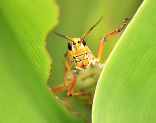 grasshopper peaking out from a plant