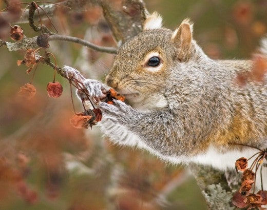 Gray squirrel eating in a tree