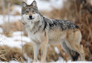 Wild gray wolf standing in the snow.
