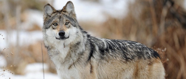 Wild gray wolf standing in the snow.