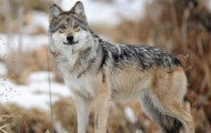 Wild gray wolf standing in the snow.