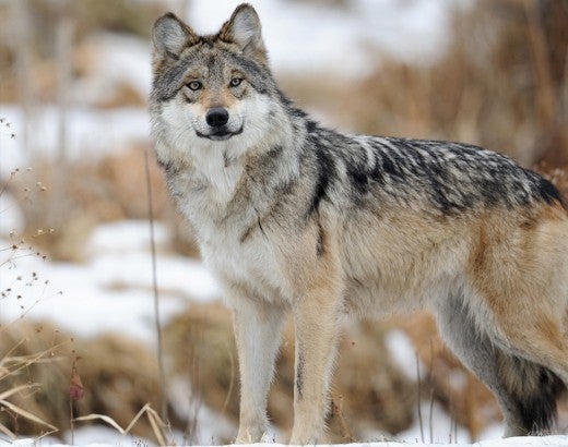 Wild gray wolf standing in the snow.