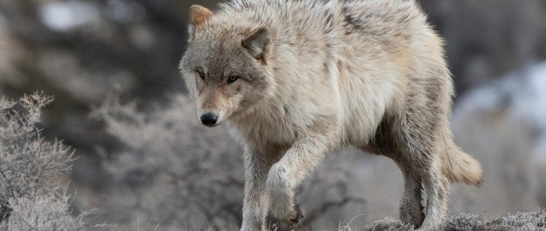 Gray (or grey) wolf with golden eyes heading downhill in Yellowstone National Park
