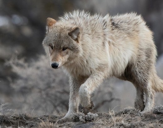 Gray (or grey) wolf with golden eyes heading downhill in Yellowstone National Park