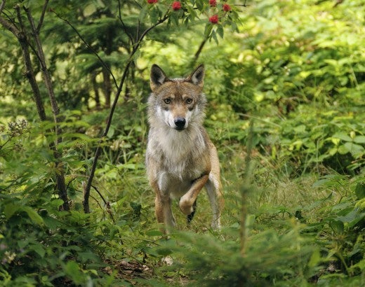 A wolf in the wild
