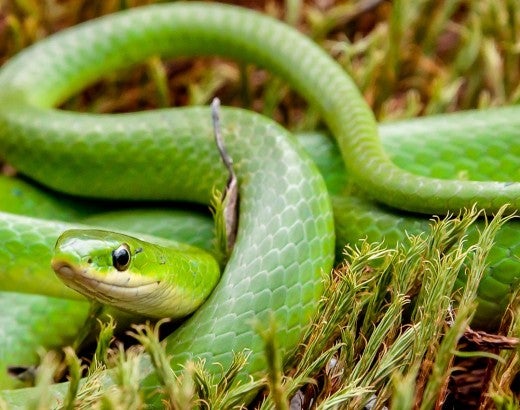 Green snake in grass