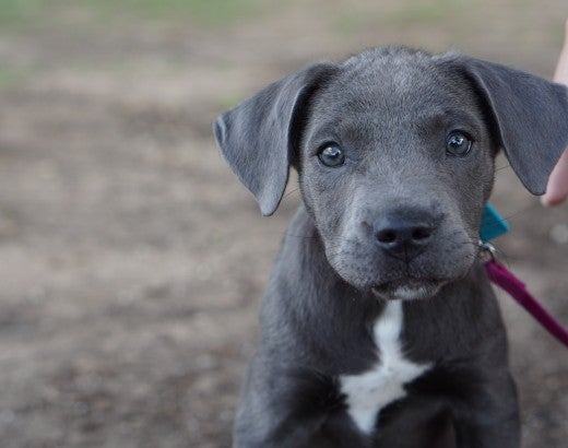 A young grey pitbull stares into the camera