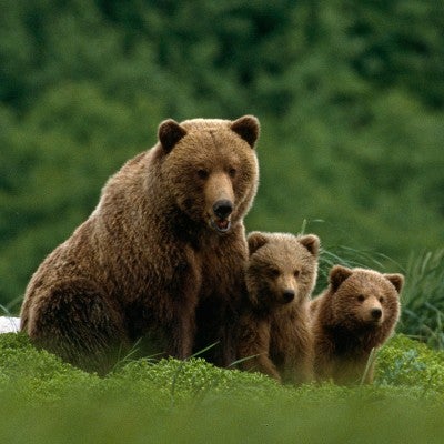 Grizzly bear family in a green field