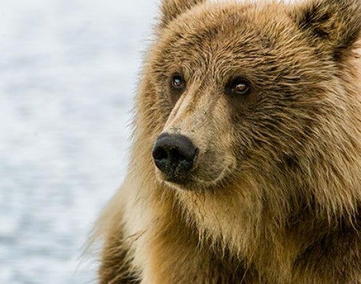 Grizzly bear in Lake Clark, Alaska