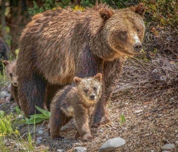 A grizzly bear walks with a group of cubs