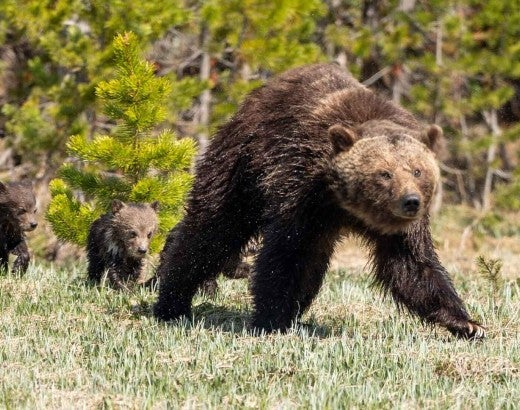 A grizzly bear mom walking with her cubs