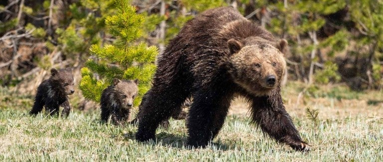 A grizzly bear mom walking with her cubs