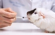 guinea pig animal testing