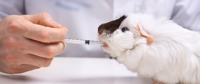 guinea pig animal testing