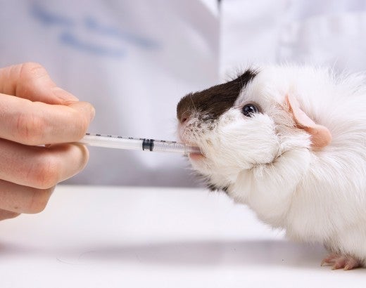 guinea pig animal testing