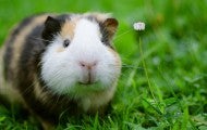Portrait of a guinea pig in the grass