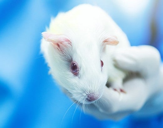 Guinea pig held by a person in a lab