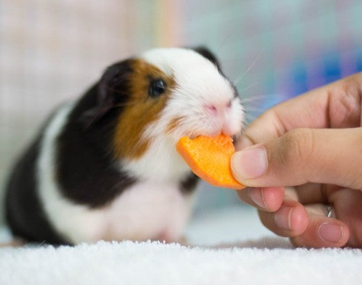 Guinea pig being fed a carrot. Learn more about what guinea pigs can eat. 