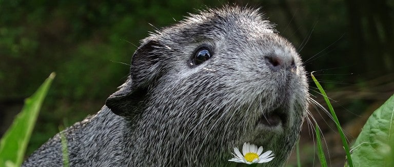 A guinea pig rests in a patch of grass