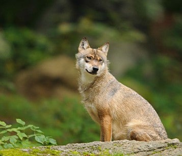 A wolf sitting outside in the wild