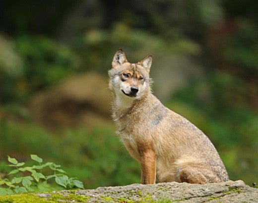 A wolf sitting outside in the wild