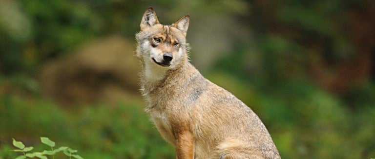 A wolf sitting outside in the wild