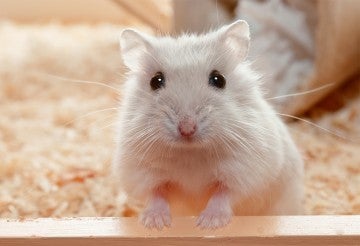 pet hamster looking at the camera with soulful eyes
