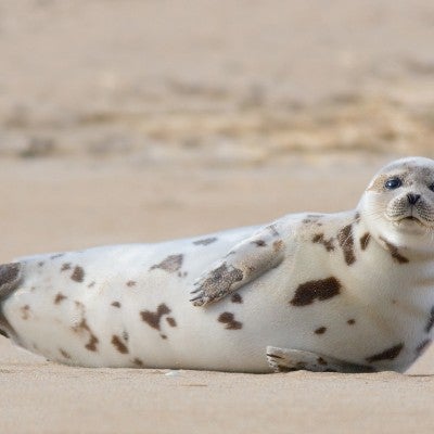 Portrait of a harbor seal on a beach in Massachusetts