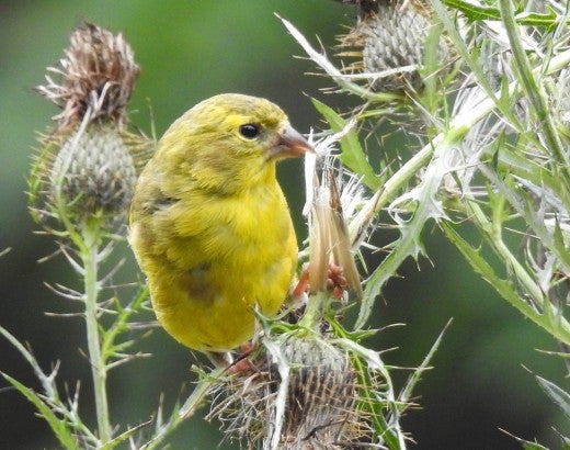 A goldfinch sitting on a thistle plant.