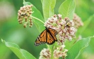 Monarch butterfly in flowers
