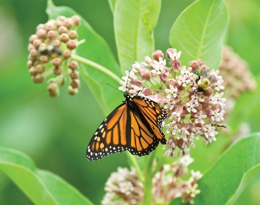 Monarch butterfly in flowers