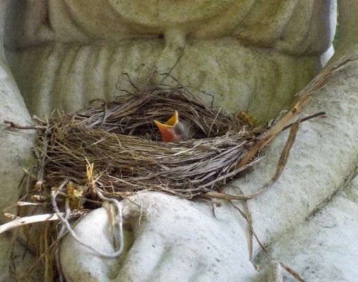baby robin sitting in a nest