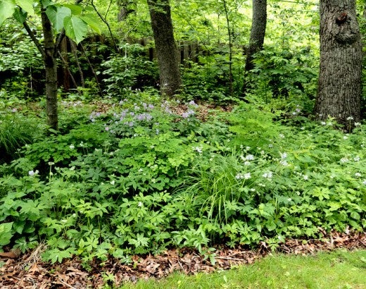A soft landing below the trees