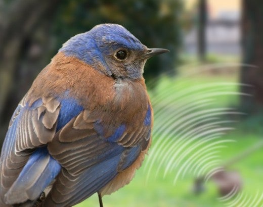a bluebird sits on a tree with a loud weed whacker in background