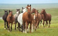 Group of horses running