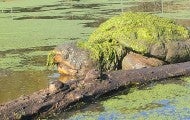 Captured in a rare photo,  an alligator snapping turtle nicknamed “the kraken” surfaces in a sanctuary pond. 