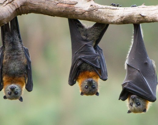 three bats hanging upside down