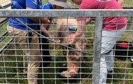Distracting her with favorite foods, sanctuary staff bathe Maggie before applying lotion to treat skin cancer farmed pigs like her often develop