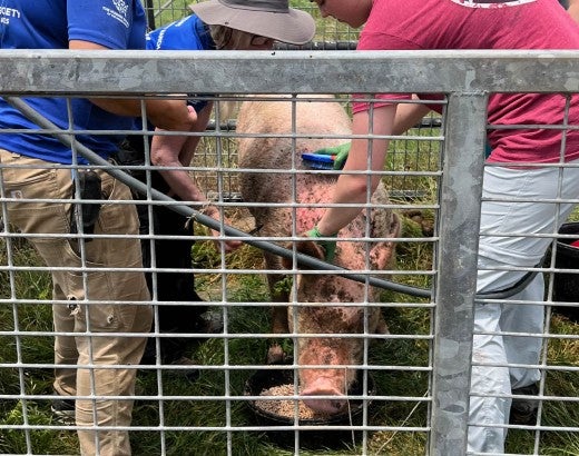 Distracting her with favorite foods, sanctuary staff bathe Maggie before applying lotion to treat skin cancer farmed pigs like her often develop
