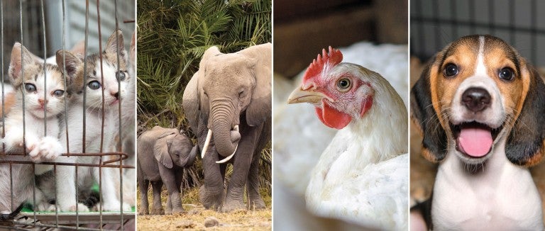 A grid of images including kittens, elephants, a chicken and a dog.