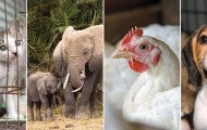 A grid of images including kittens, elephants, a chicken and a dog.